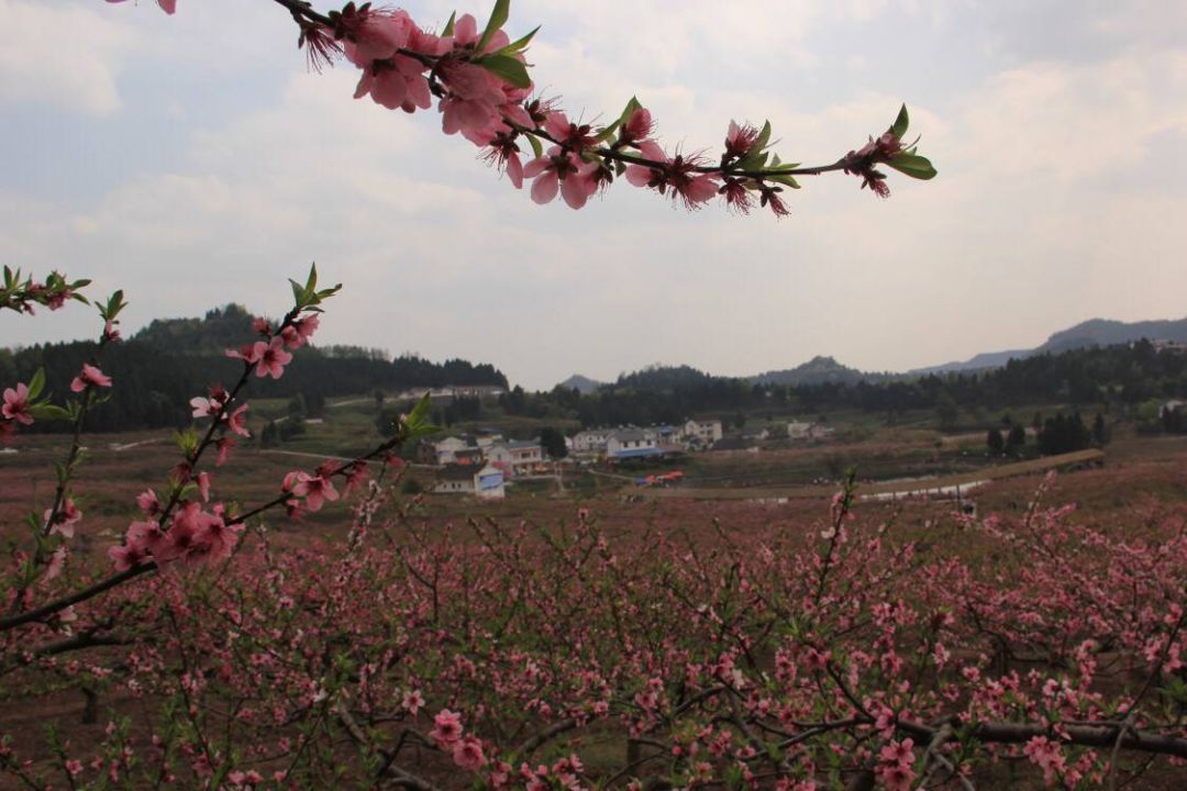 地址:南充市西充县古楼镇充国香桃源景区赵家庙村