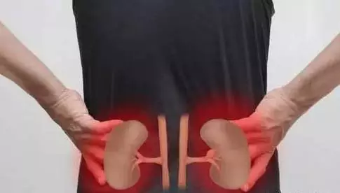 肾的位置图 后腰图片