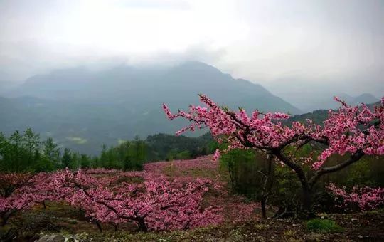 收藏四川34月最美賞花地圖出爐一整個春天都在這裡了