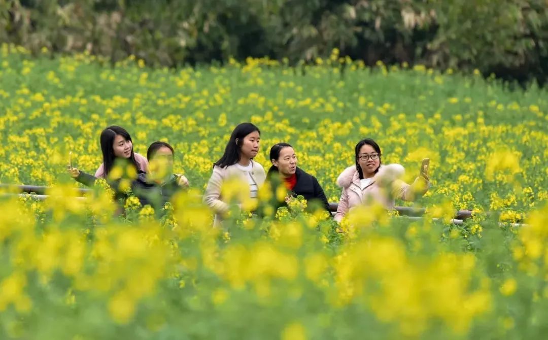 开州竹溪镇油菜花图片