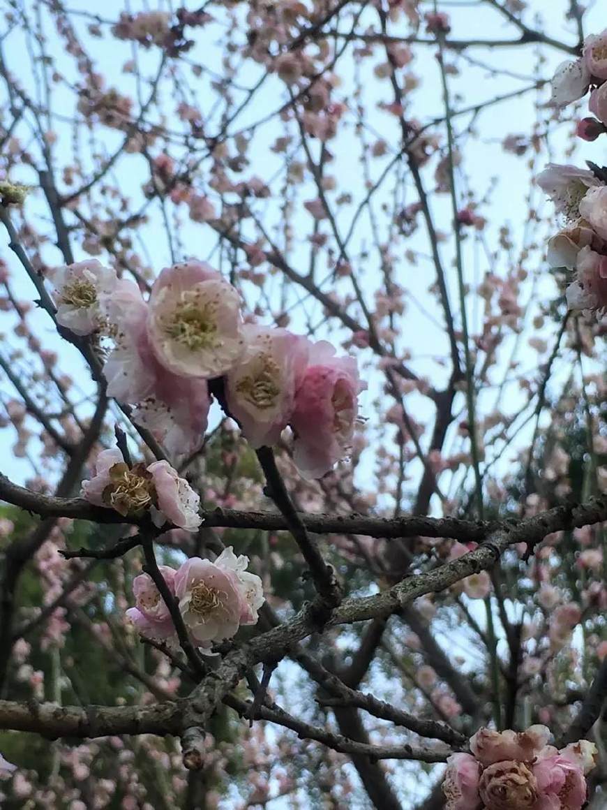 來黃鶴樓尋找春天裡最美的梅花