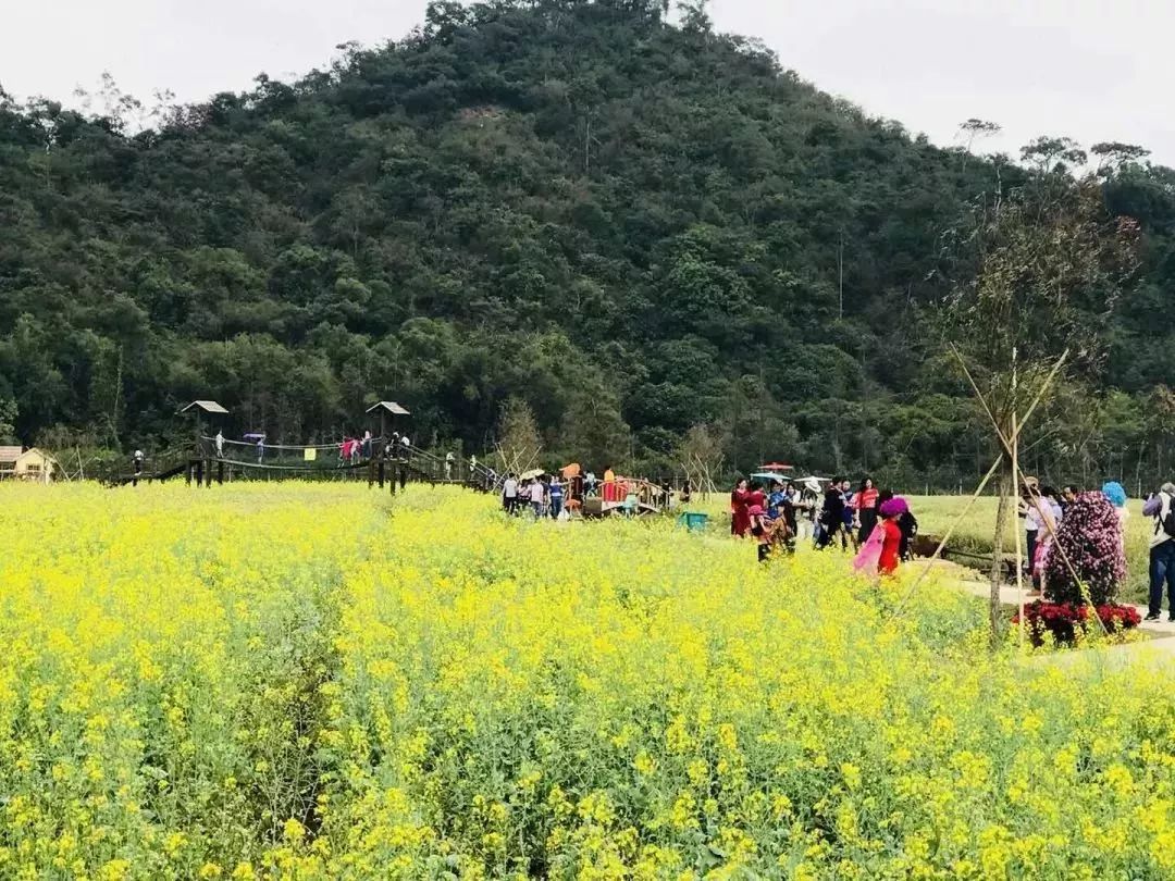 这里既适宜全家出动,踏青赏花 35000平方米的青草绿水 斗门赏花 珠海