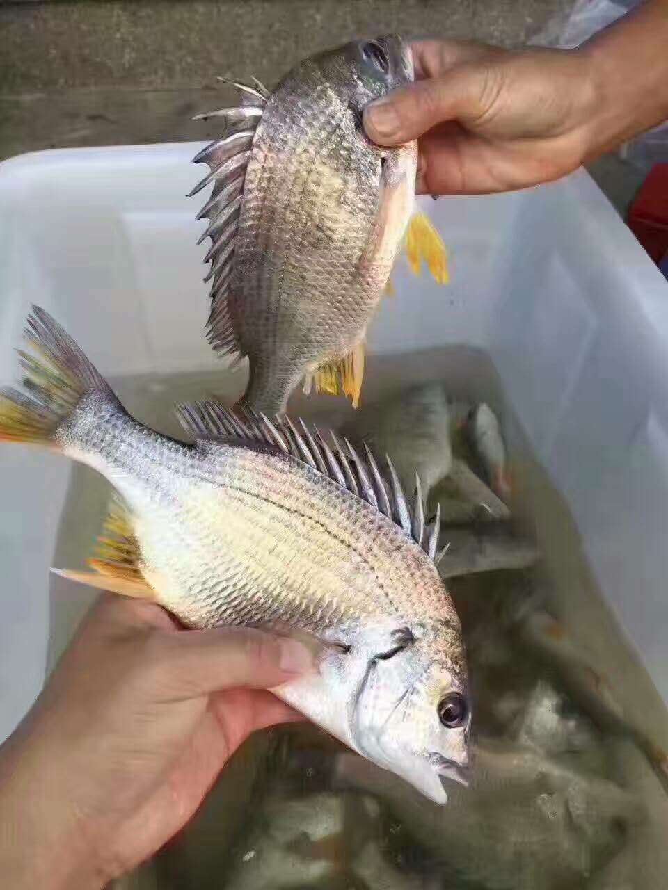 在眾多東山島海鮮中如何區別野生黃翅魚和養殖黃翅魚