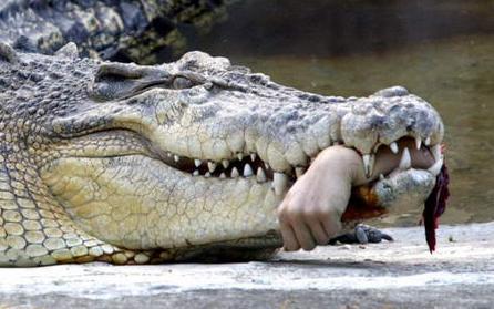 世界上最大最凶猛的鳄鱼,曾一夜吞食日军千人!