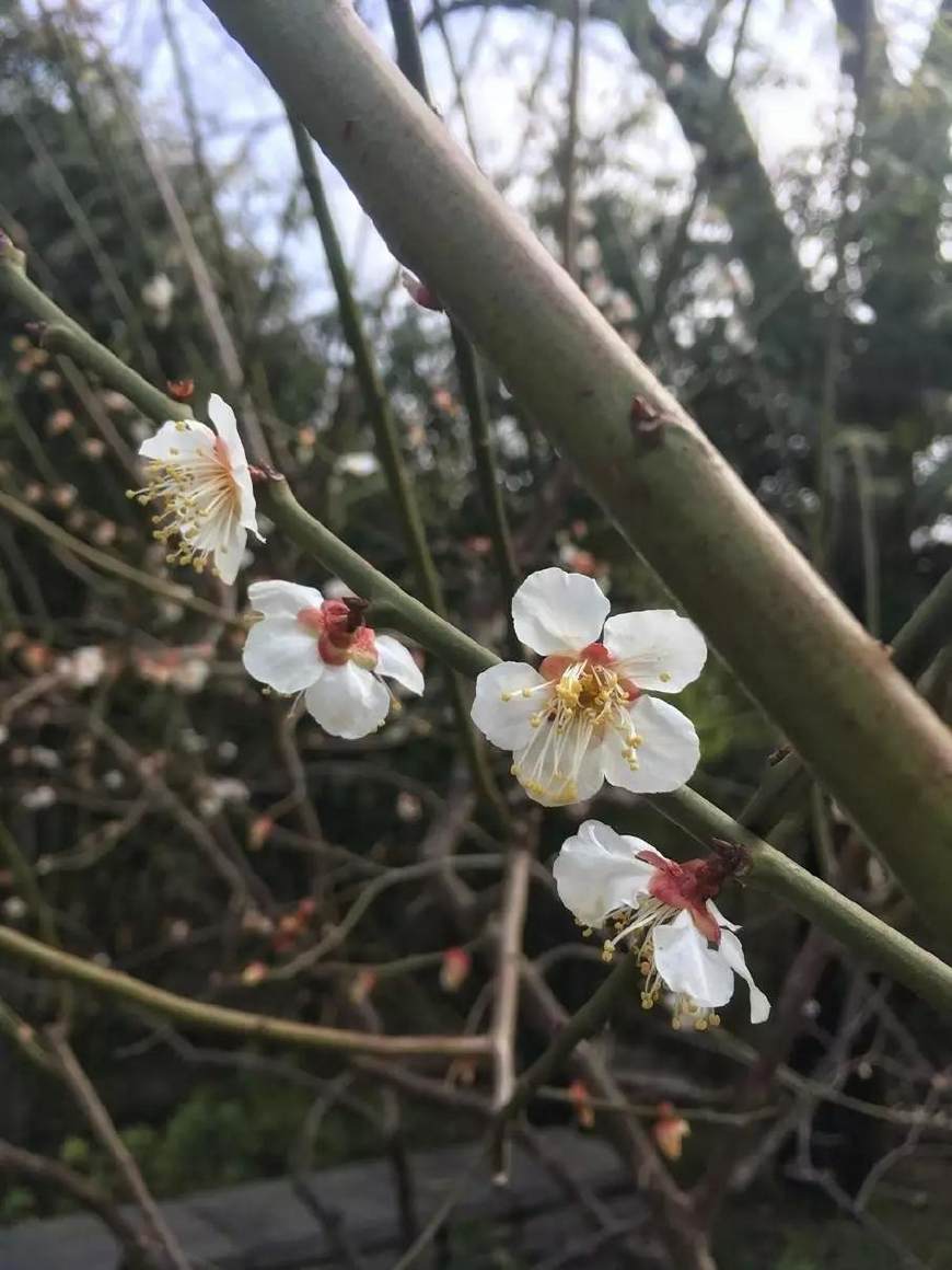 来黄鹤楼,寻找春天里最美的梅花