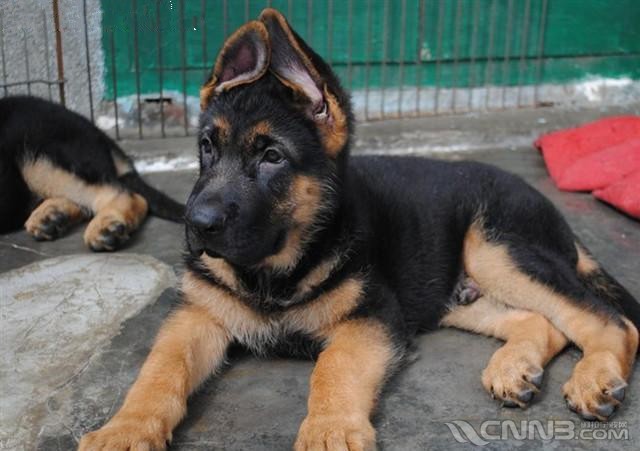 德國牧羊犬性格溫順,德國牧羊犬身材高大威武有力,面部嚴肅果敢,在