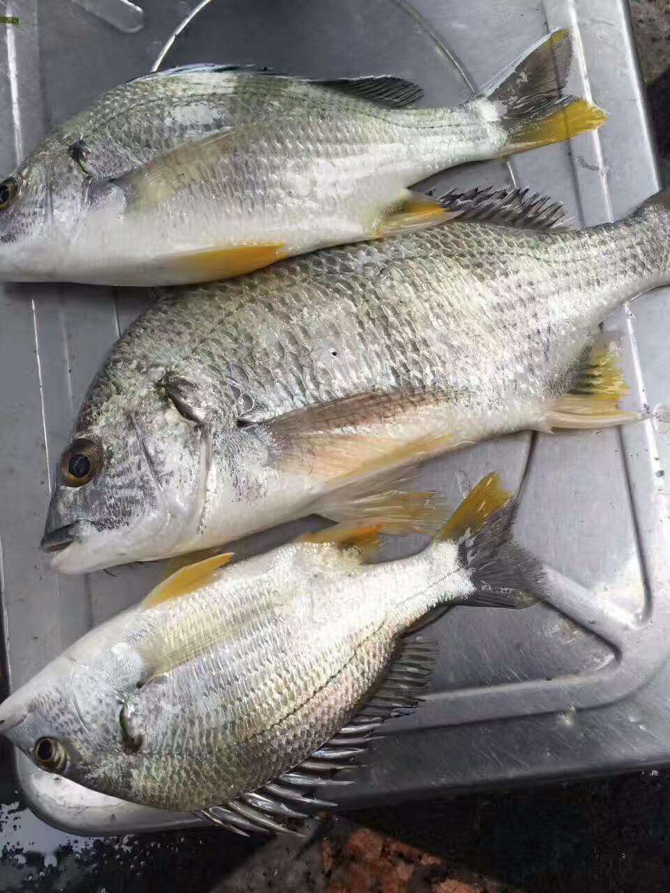 在眾多東山島海鮮中如何區別野生黃翅魚和養殖黃翅魚