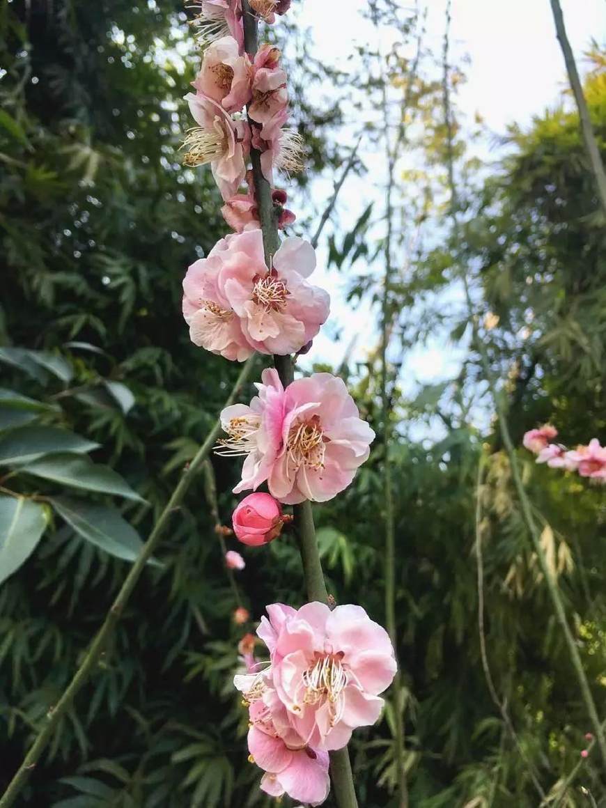 來黃鶴樓,尋找春天裡最美的梅花