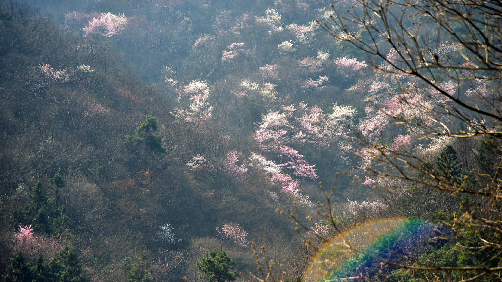 2018桐柏山最新樱花花期预报