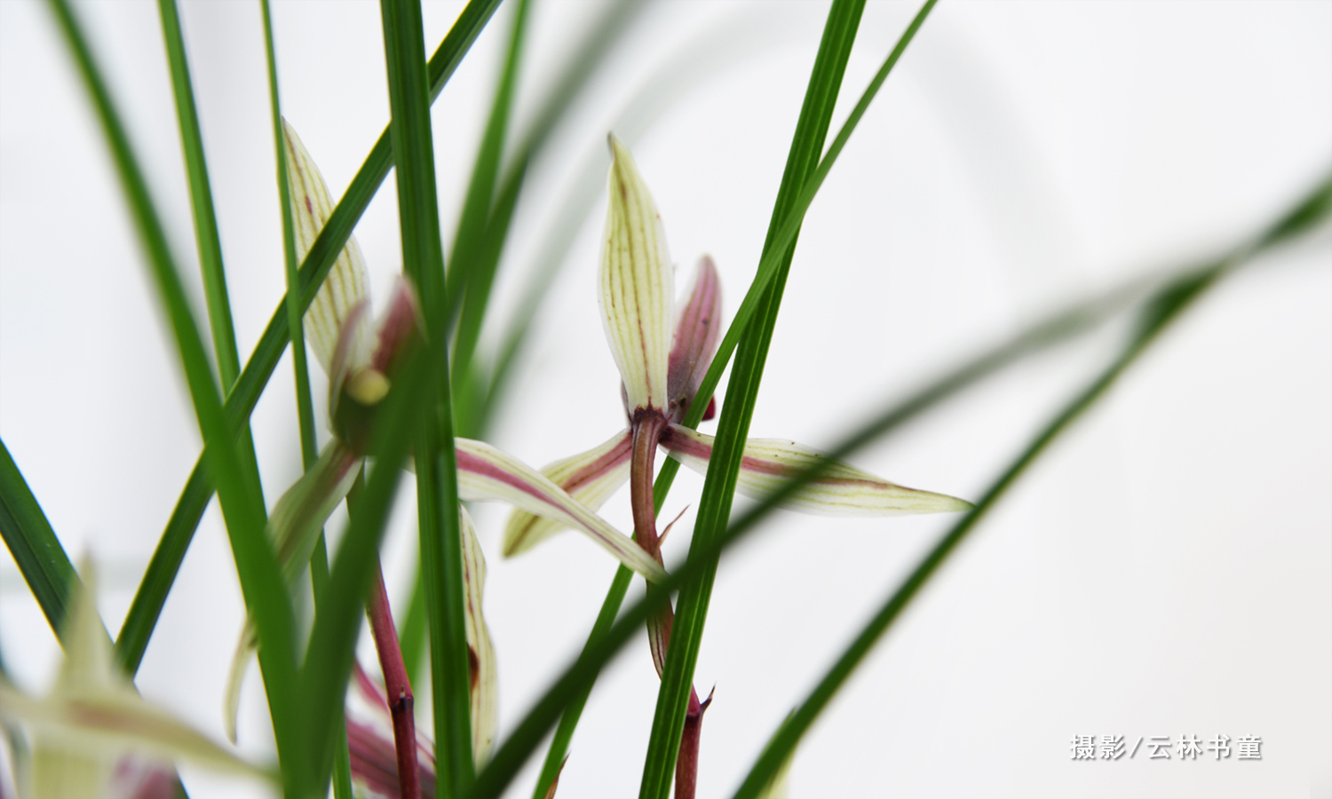 幽兰香风远蕙草流芳根│安徽省第十四届兰花博览会兰花撷英