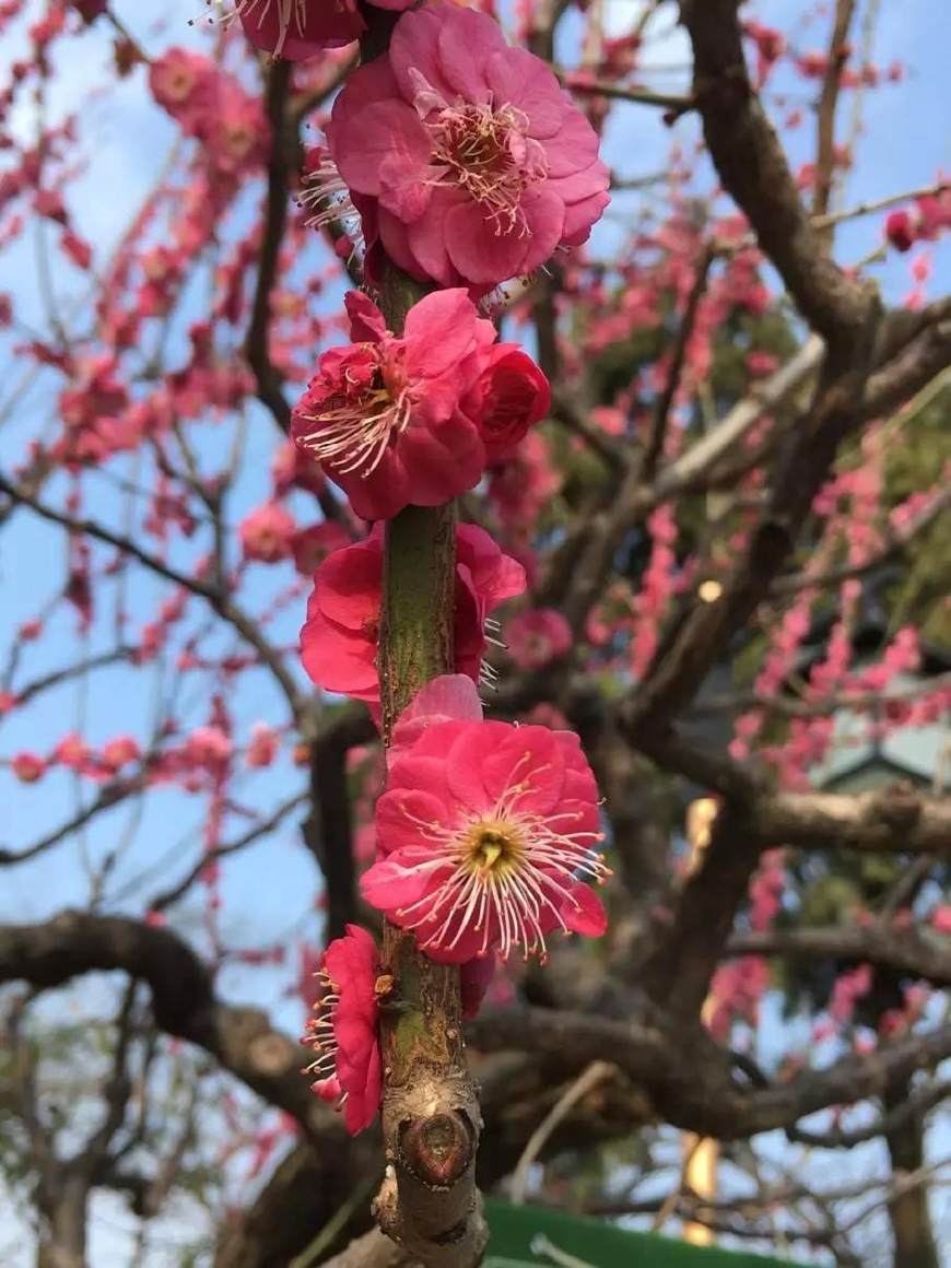 來黃鶴樓尋找春天裡最美的梅花