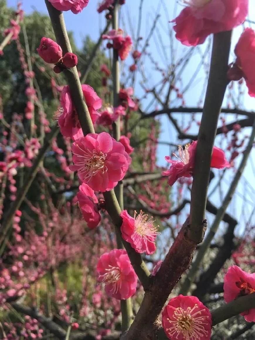 來黃鶴樓,尋找春天裡最美的梅花