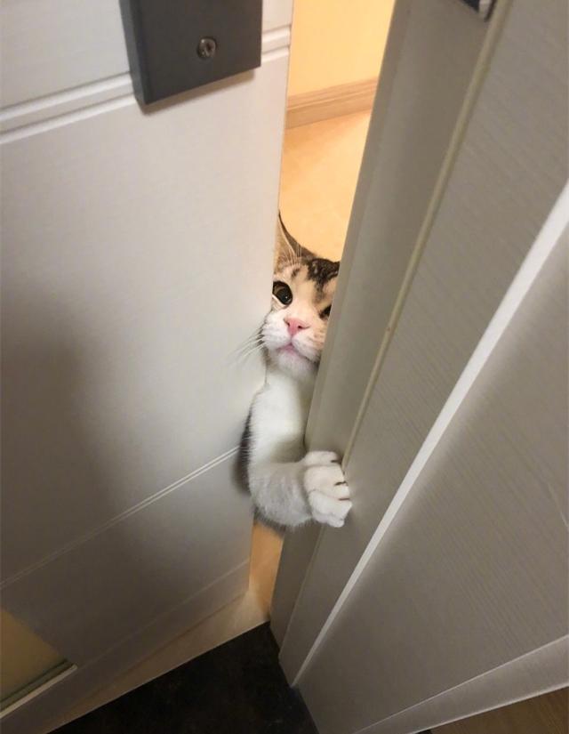 贱猫啥样呢?但凡你在厕所,它必须到场监视,非盯到你出来为止!