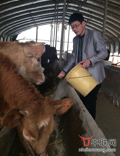 安徽小伙大学毕业回乡养牛带动当地农民齐致富