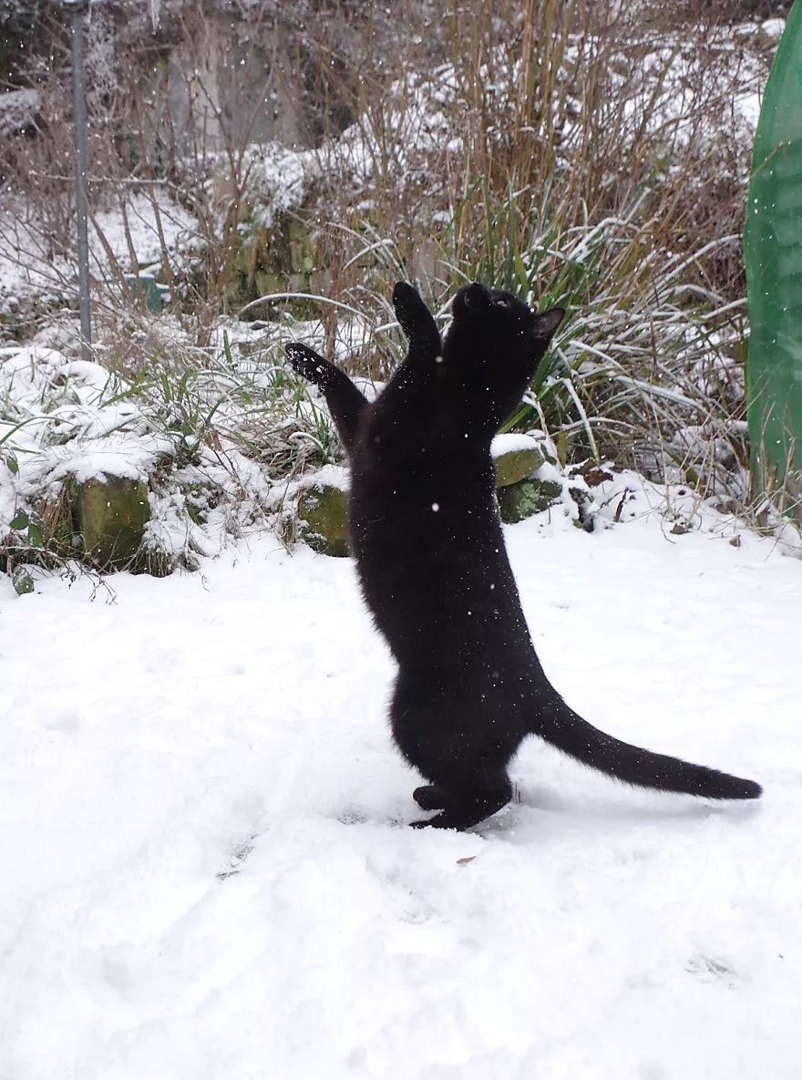 黑猫四蹄踏雪跟胸白图片