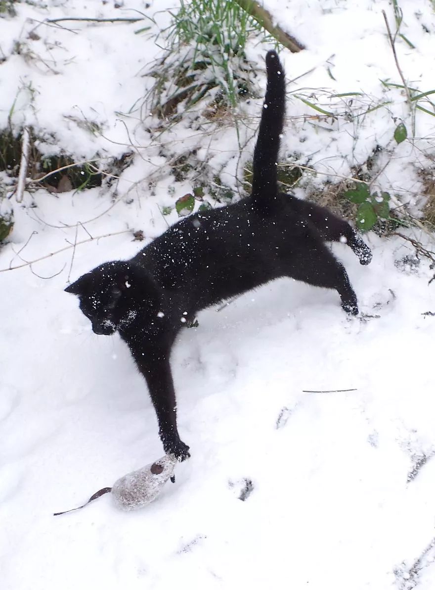 黑猫四脚踏雪图片图片