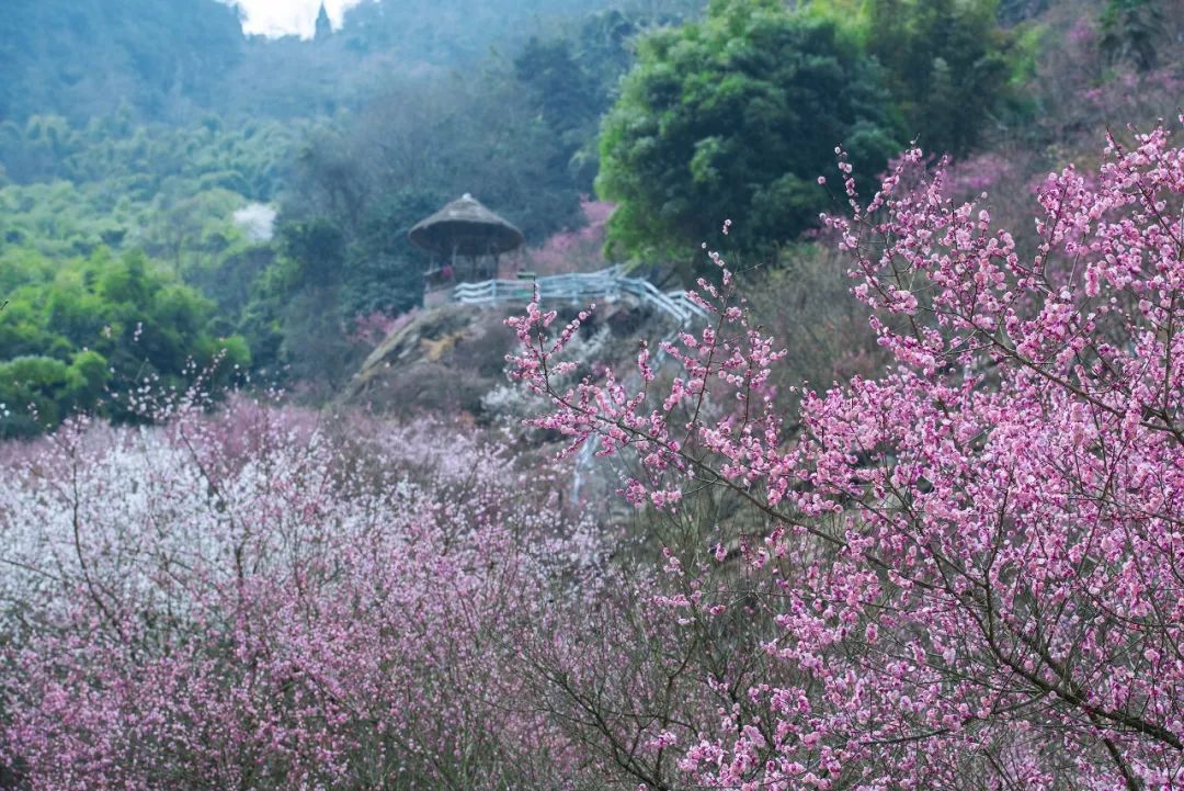 梅谷花开,尽赏春色第一枝