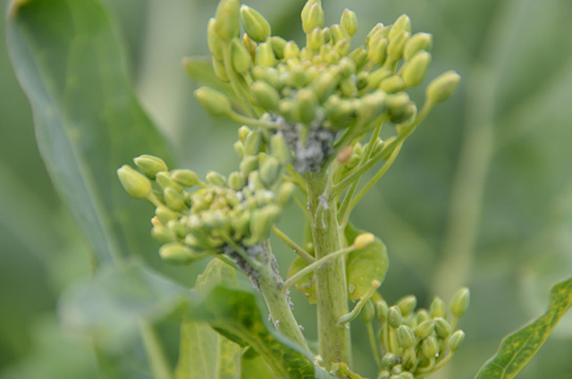 植保飞防:油菜三大病虫害防治方法