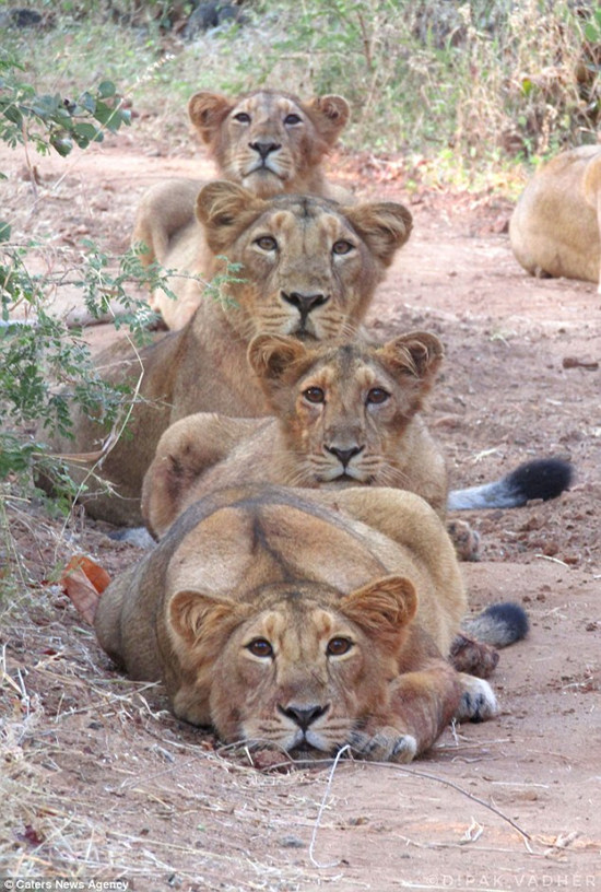 动物世界狮子七兄弟图片