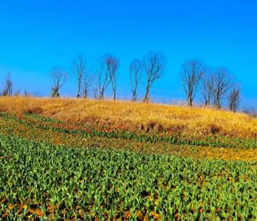 汾口生態溼地公園已經迎來了花季期,250000株鬱金香競相盛開,燦若雲霞