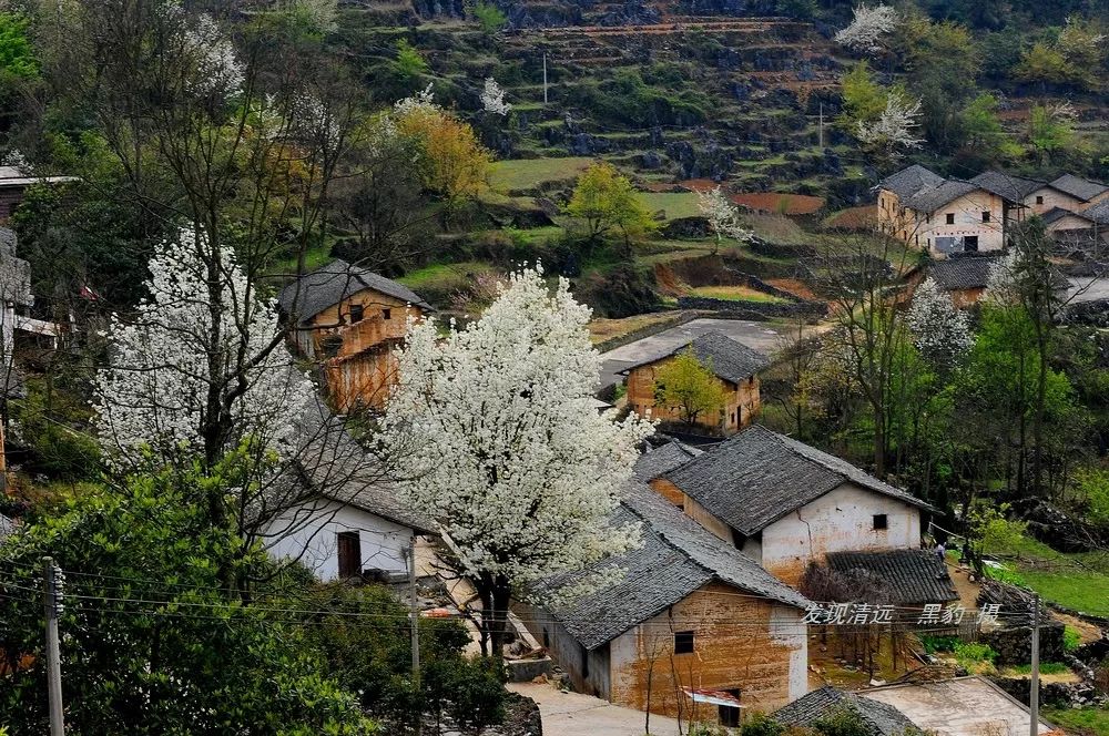 阳山一处世外桃源般的村庄,漫山开遍了梨花,美若仙境!