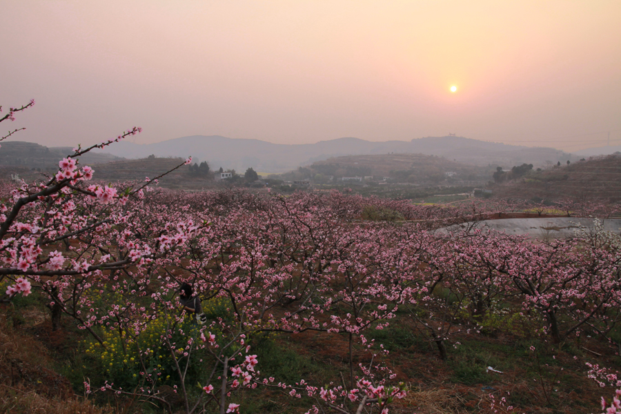 广汉松林桃花景区图片