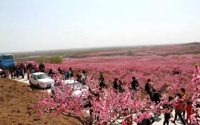 在潍坊看那桃花盛开的地方 寻找齐鲁桃海