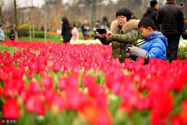 山西花展图片