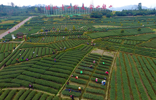 【聚焦採茶節】聞香識邛茶 媒體採風團帶你體驗邛崍採茶節