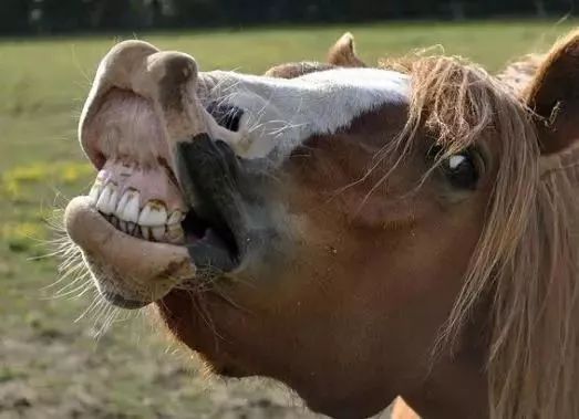 马为什么会开怀大笑(图)