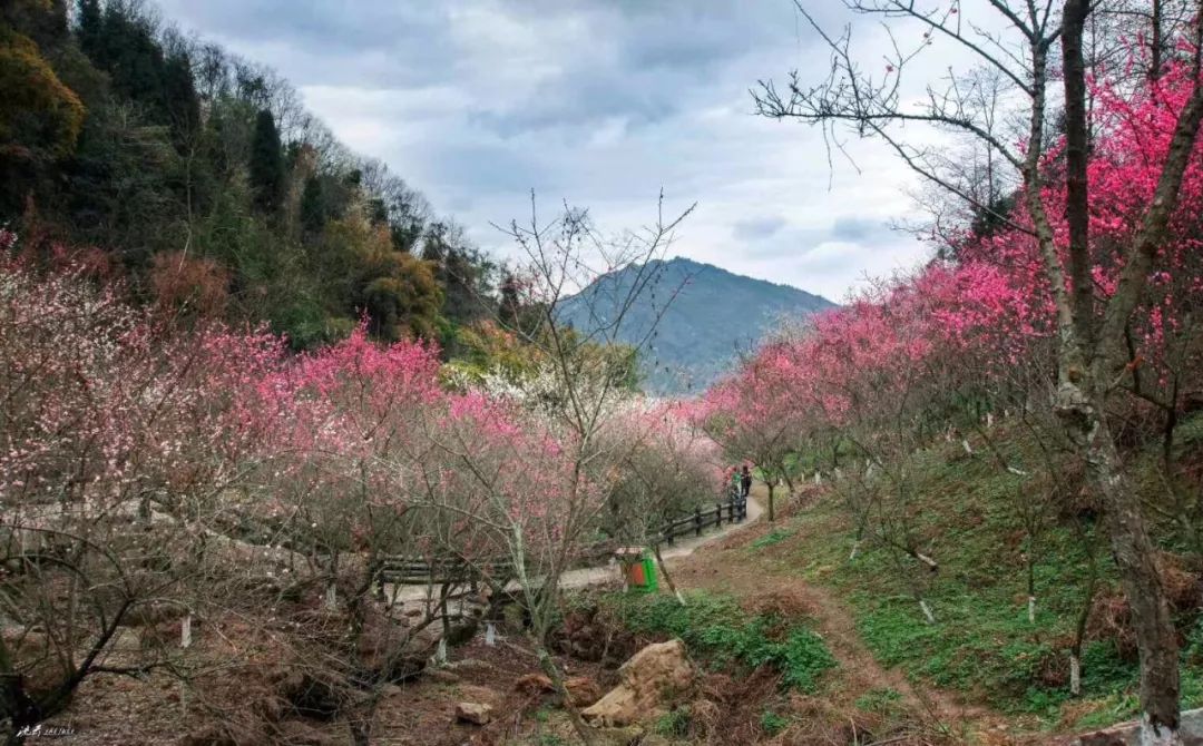 梅谷花开,尽赏春色第一枝