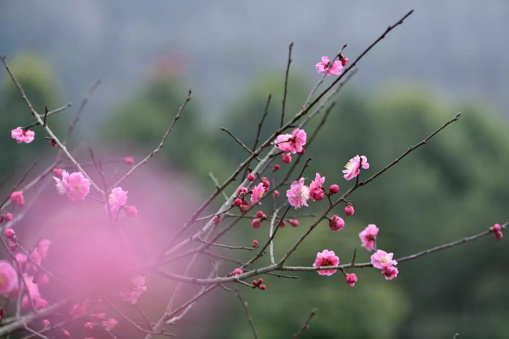 梅谷花開,盡賞春色第一枝