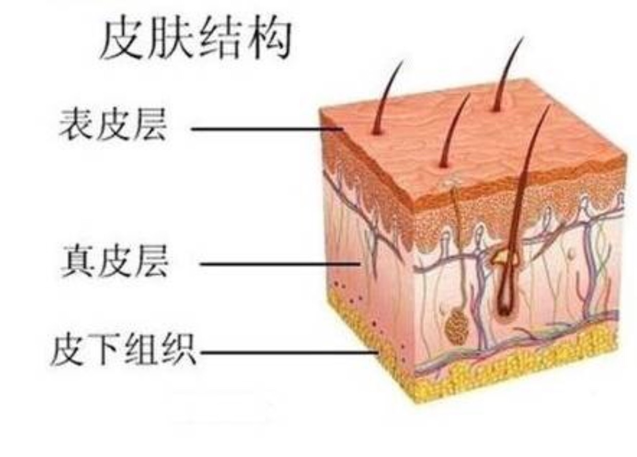 皮膚屏障健康到底有多重要?