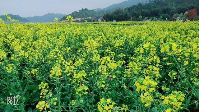 巴伐利亞莊園,萬綠谷生態公園,葉屋坪田園風光一網打盡!