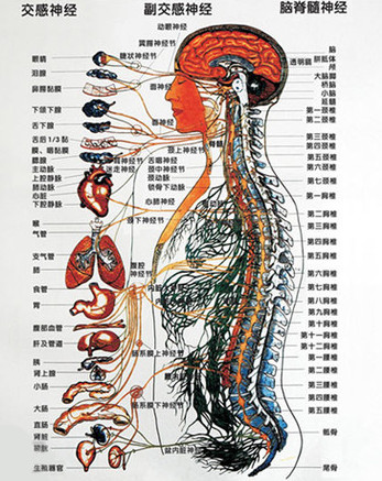 龙氏正骨