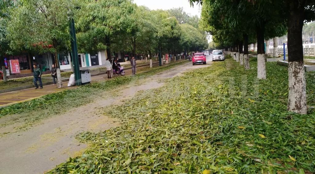 恐怖!城淹路癱樹斷車毀 雲南文山富寧遭遇超強大風冰雹肆虐