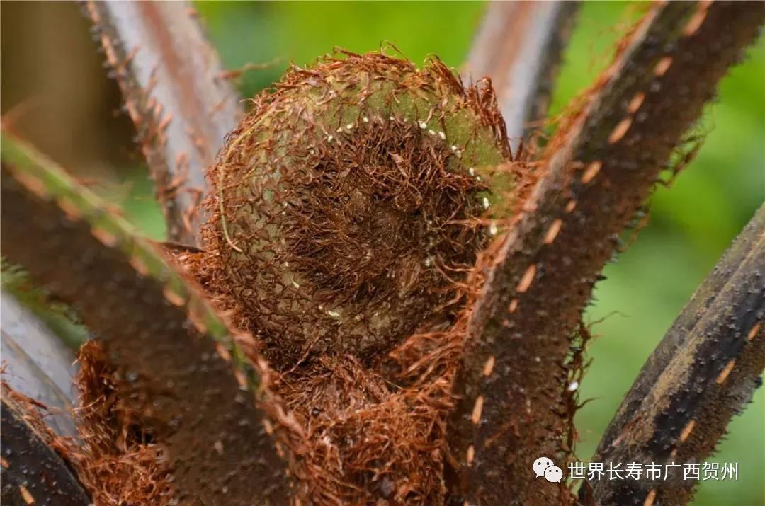 贺州又出新国宝这回是与恐龙同时代的桫椤树群