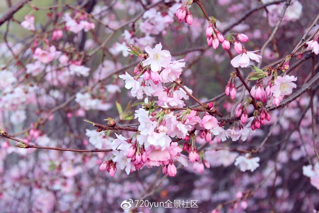 全景中国 春天花会开 3月赏花不可错过的6大花海