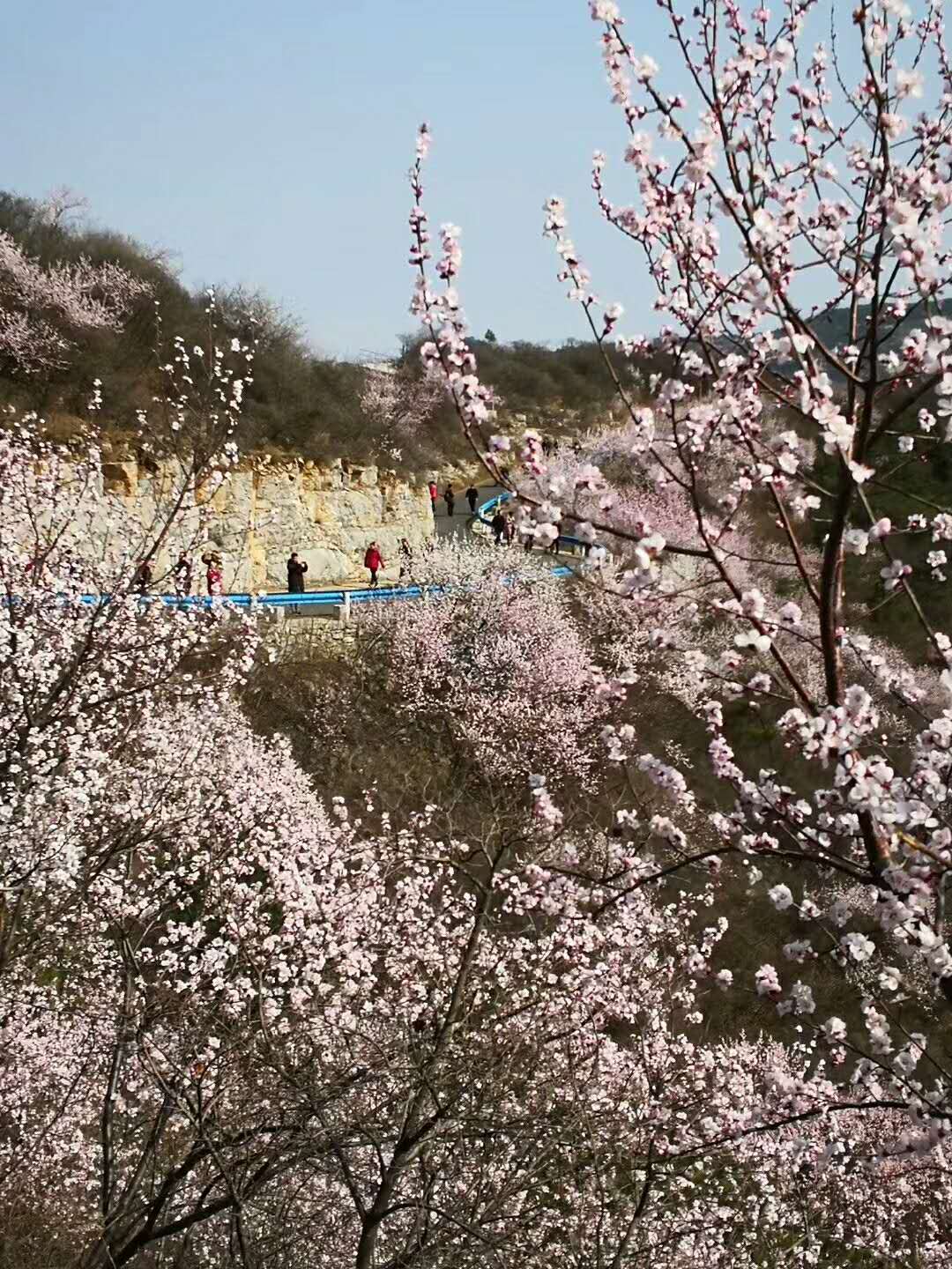 2018春醒憶老家踏青賞花季暨焦作青天河桃花節啟動