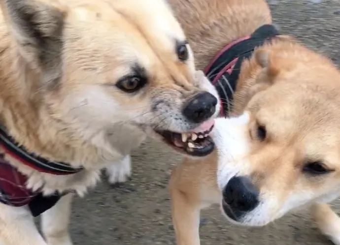 两只狗狗贴贴表情包图片