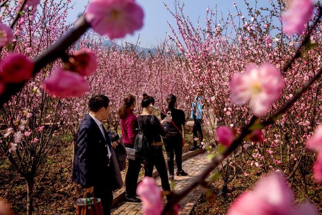 墊江牡丹櫻花世界開園了週末踏青賞花必去地