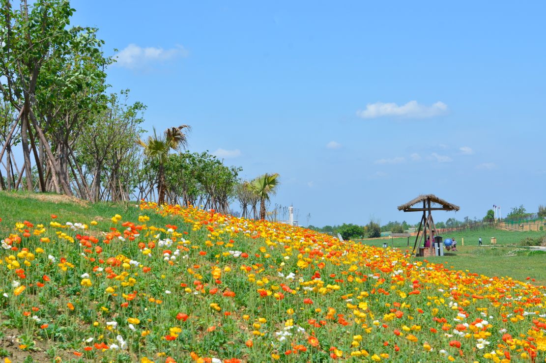 春花千畝:金盞菊,紫羅蘭,冰島虞美人,羽衣甘藍.賞 花