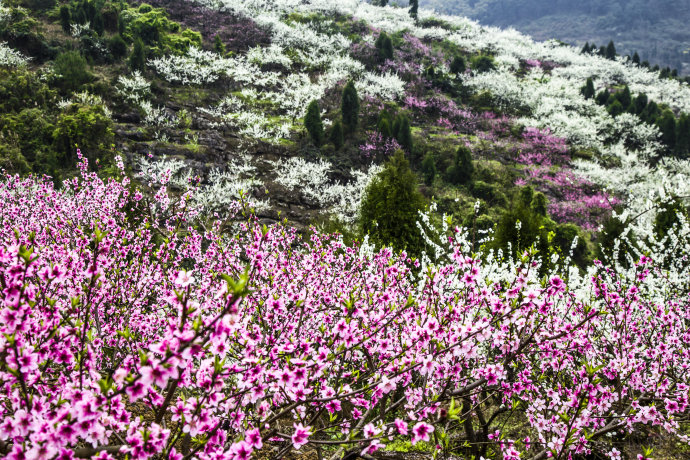 桃花李花竞相开放图片