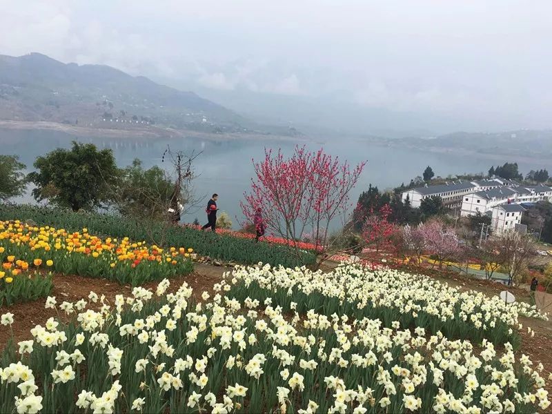 巫山独有梦境花海,一个半小时飚拢