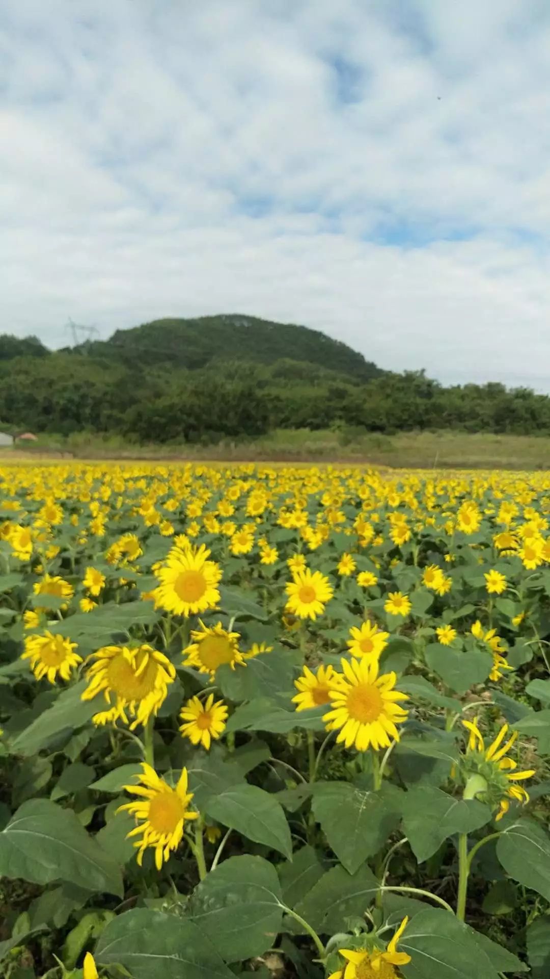 暴雨,雷暴,大風,冰雹重磅出擊!19日起廣西降溫超10℃!