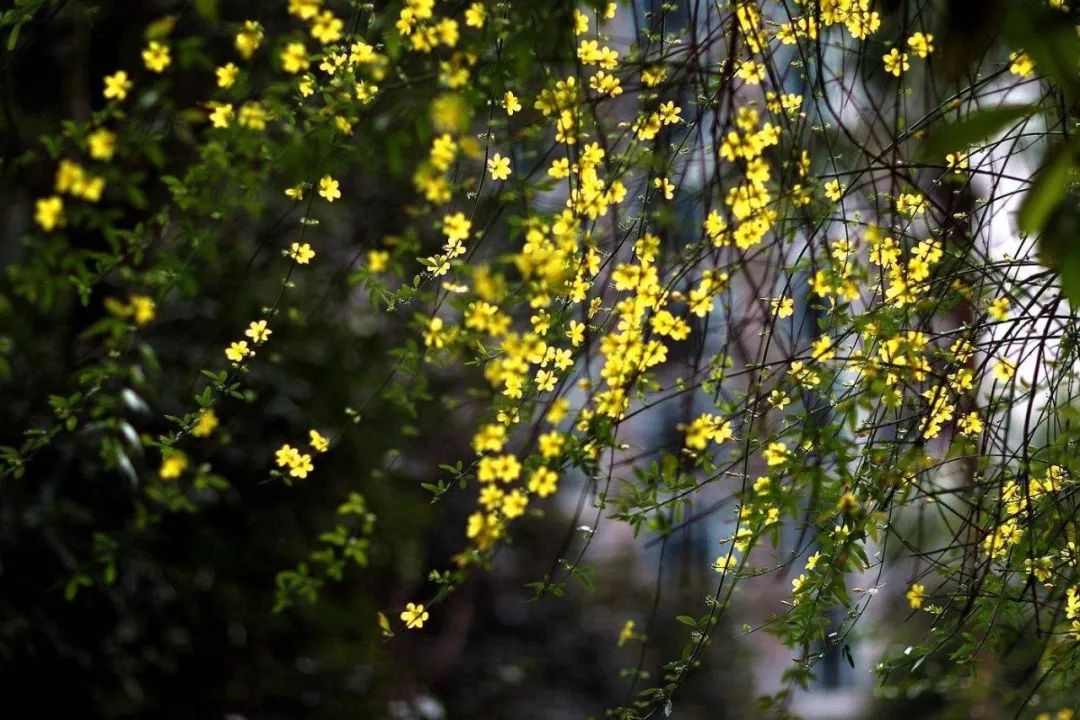 迎春花年年見但你知道報春花嗎