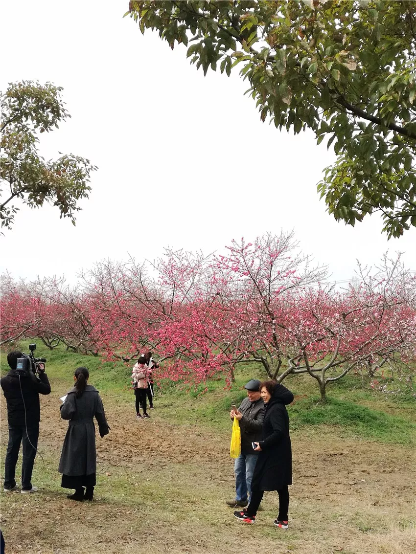 醉美三十岗桃花节,与花结缘