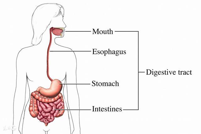 胃肠结构图解图片
