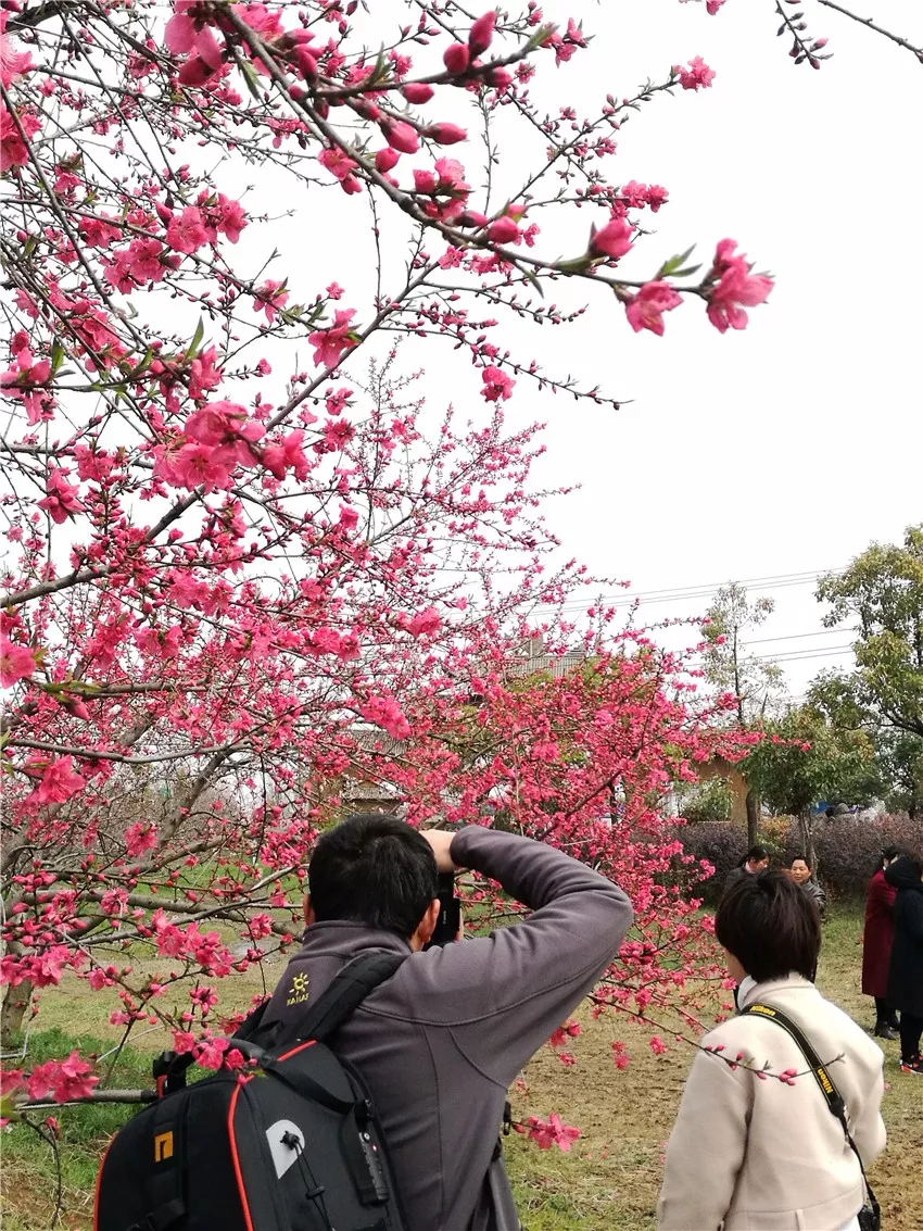 醉美三十岗桃花节,与花结缘