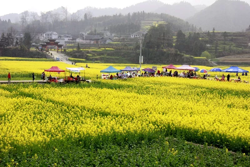 铜仁瓦屋油菜花,远近闻名.